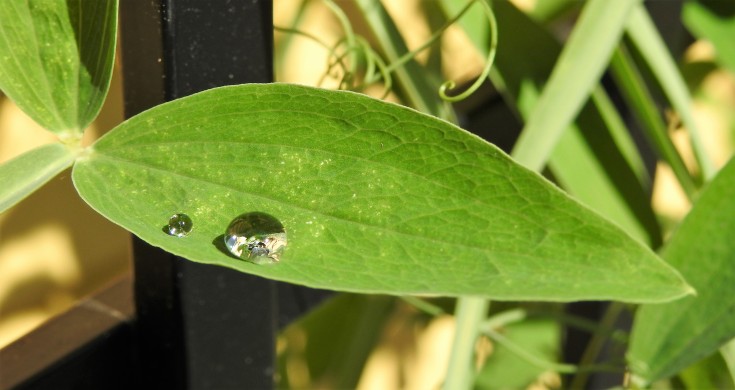 water on leaf 2
